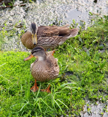 [Two growing ducklings (big, but without flight feathers) stand in the grass near the water's edge. The front one with an orange bill faces the camera. The back one has its side facing the camera but its head turned toward its sister and it has a much lighter (yellowish) bill.]
